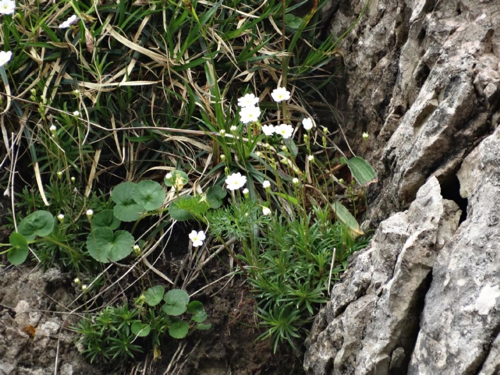 Androsace lactea / Androsace lattea